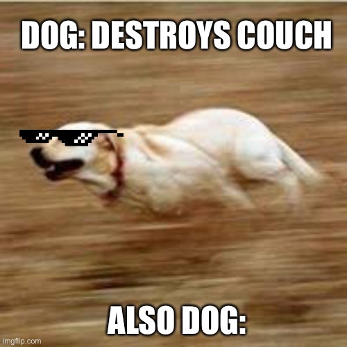 Speedy doggo | DOG: DESTROYS COUCH; ALSO DOG: | image tagged in speedy doggo | made w/ Imgflip meme maker