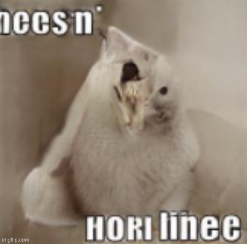neeS n' H0Rl linee | image tagged in cursed image,cats | made w/ Imgflip meme maker