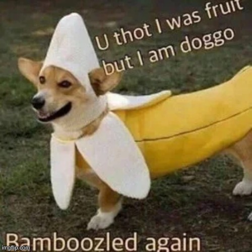 ok i know it say T H O T but it's not the T H O T your thinking of | image tagged in fruit,doggo | made w/ Imgflip meme maker