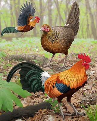 High Quality Jungle Fowl Blank Meme Template