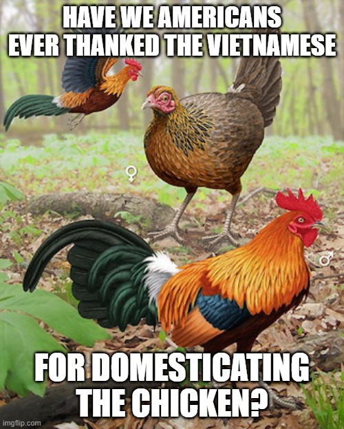 Jungle Fowl | HAVE WE AMERICANS EVER THANKED THE VIETNAMESE; FOR DOMESTICATING THE CHICKEN? | image tagged in jungle fowl | made w/ Imgflip meme maker