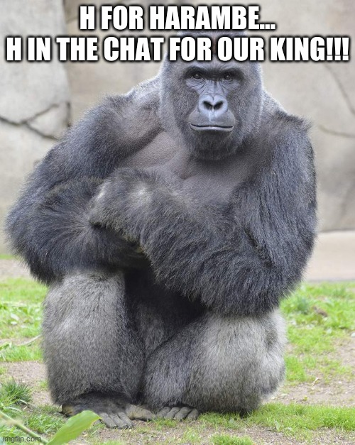 Daily Dose Of Harambe. day 1 |  H FOR HARAMBE...
H IN THE CHAT FOR OUR KING!!! | image tagged in harambe | made w/ Imgflip meme maker