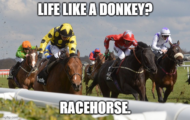 What your life like? | LIFE LIKE A DONKEY? RACEHORSE. | image tagged in racehorses,life,work | made w/ Imgflip meme maker
