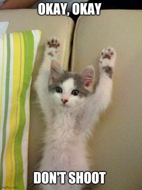 Hands up kitten | OKAY, OKAY DON'T SHOOT | image tagged in hands up kitten | made w/ Imgflip meme maker