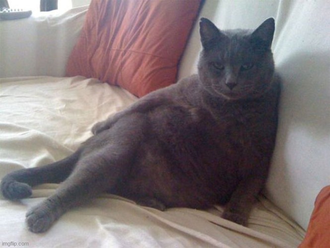 Seductive cat | image tagged in seductive cat | made w/ Imgflip meme maker