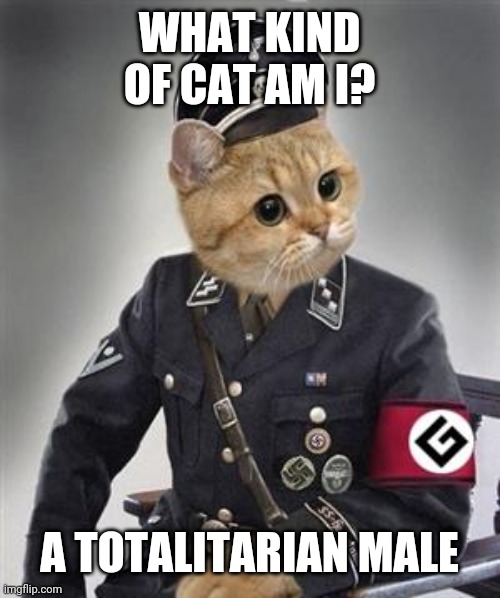 Grammar Nazi Cat | WHAT KIND OF CAT AM I? A TOTALITARIAN MALE | image tagged in grammar nazi cat | made w/ Imgflip meme maker