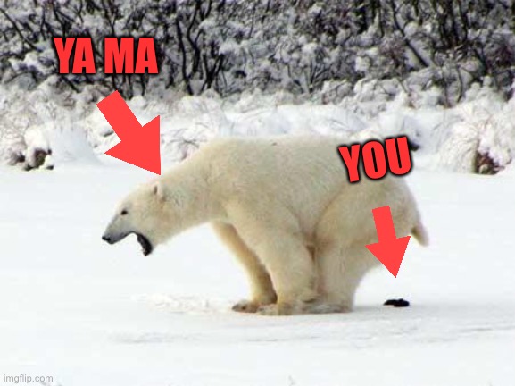 Polar Bear Shits in the Snow | YOU YA MA | image tagged in polar bear shits in the snow | made w/ Imgflip meme maker
