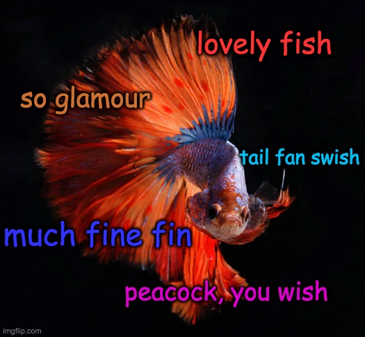 Fish doge | lovely fish; so glamour; tail fan swish; much fine fin; peacock, you wish | image tagged in betta as doge,pretty,peacock,fish | made w/ Imgflip meme maker