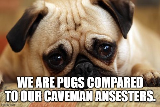 sad pug | WE ARE PUGS COMPARED TO OUR CAVEMAN ANSESTERS. | image tagged in sad pug | made w/ Imgflip meme maker