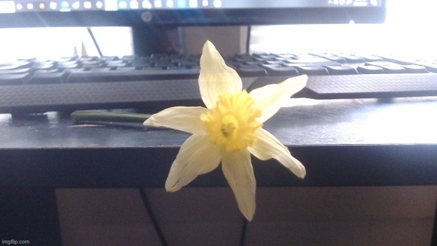 Flower I Found Outside | image tagged in flower | made w/ Imgflip meme maker