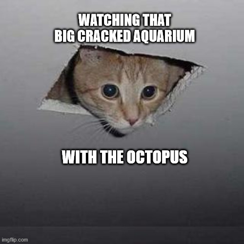 Ceiling Cat |  WATCHING THAT BIG CRACKED AQUARIUM; WITH THE OCTOPUS | image tagged in memes,ceiling cat | made w/ Imgflip meme maker