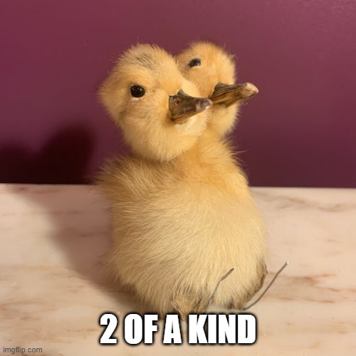 Weird or Good Luck? | 2 OF A KIND | image tagged in ducks | made w/ Imgflip meme maker