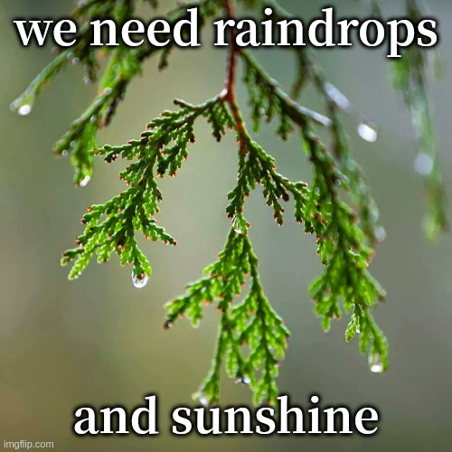 its life! be grateful | we need raindrops and sunshine | image tagged in cedar | made w/ Imgflip meme maker
