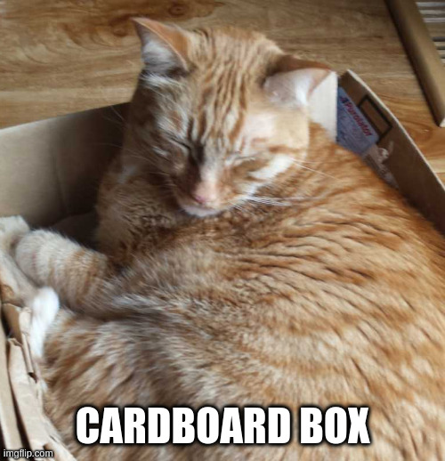 i love my | CARDBOARD BOX | image tagged in sleeping r,cat | made w/ Imgflip meme maker