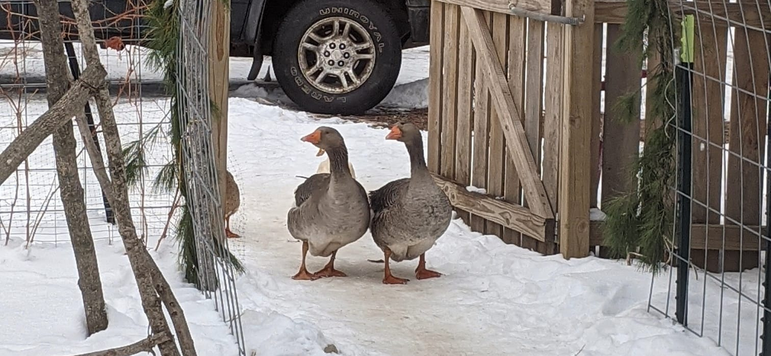 High Quality Courtship Geese Blank Meme Template