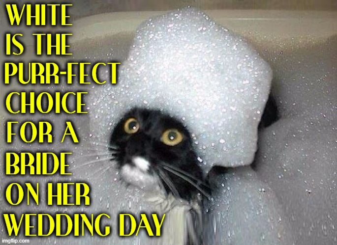 If anyone can show just cause why this cat should not have a bath... | WHITE           
IS THE           
PURR-FECT     
CHOICE         
FOR A; BRIDE           
ON HER         
WEDDING DAY | image tagged in vince vance,cats,bubble bath,memes,funny cat memes,brides | made w/ Imgflip meme maker