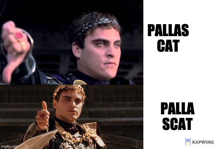 PALLAS CAT; PALLA SCAT | made w/ Imgflip meme maker