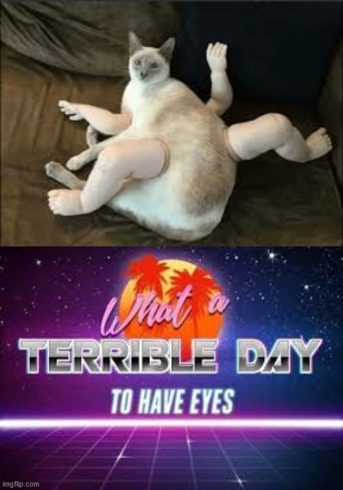 This cat... | image tagged in what a terrible day to have eyes,memes,funny,cursed,cursed image,cats | made w/ Imgflip meme maker