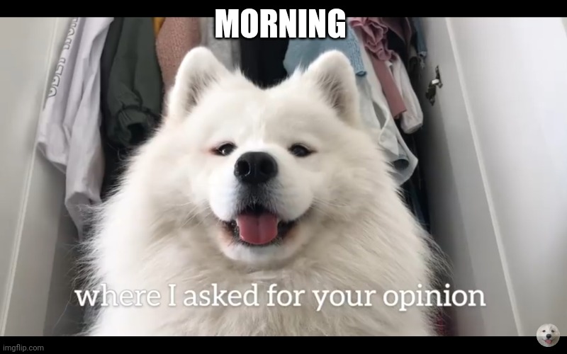 Doggo who asked | MORNING | image tagged in doggo who asked | made w/ Imgflip meme maker