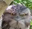 Angry Owl Blank Meme Template