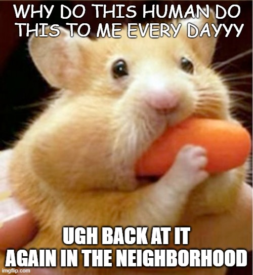 a hamster when it get forced to eat a carrot | WHY DO THIS HUMAN DO  THIS TO ME EVERY DAYYY; UGH BACK AT IT AGAIN IN THE NEIGHBORHOOD | image tagged in hamster eats carrot mouthful | made w/ Imgflip meme maker