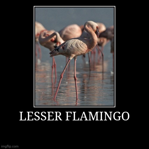 Lesser Flamingo | image tagged in demotivationals,flamingo | made w/ Imgflip demotivational maker