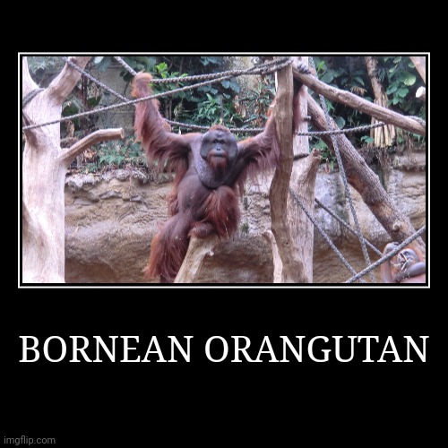 Bornean Orangutan | image tagged in demotivationals,orangutan | made w/ Imgflip demotivational maker