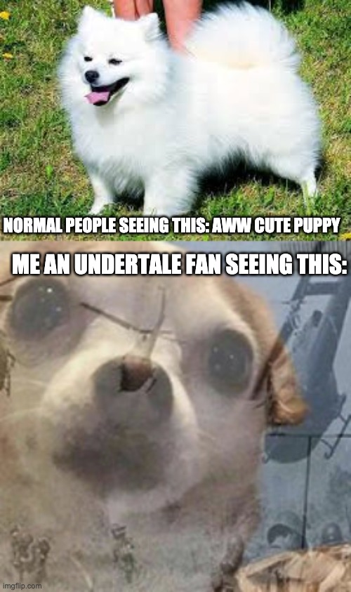 NORMAL PEOPLE SEEING THIS: AWW CUTE PUPPY; ME AN UNDERTALE FAN SEEING THIS: | image tagged in vietnam dog flashbacks | made w/ Imgflip meme maker
