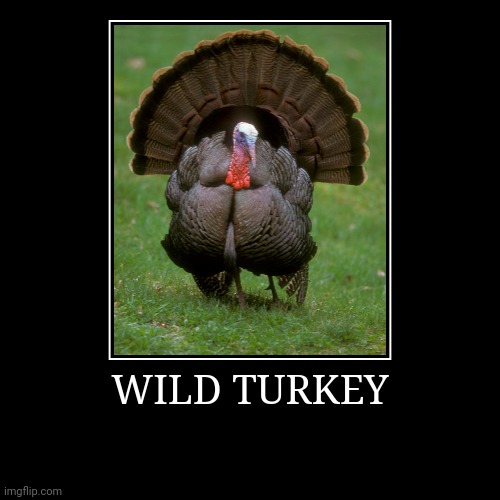 Wild Turkey | image tagged in demotivationals,turkey | made w/ Imgflip demotivational maker