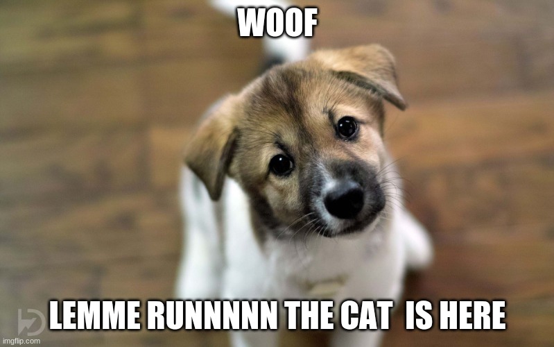 Cute dog |  WOOF; LEMME RUNNNNN THE CAT  IS HERE | image tagged in cute dog | made w/ Imgflip meme maker