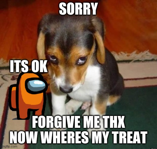 Cute dog |  SORRY; ITS OK; FORGIVE ME THX NOW WHERES MY TREAT | image tagged in cute dog | made w/ Imgflip meme maker