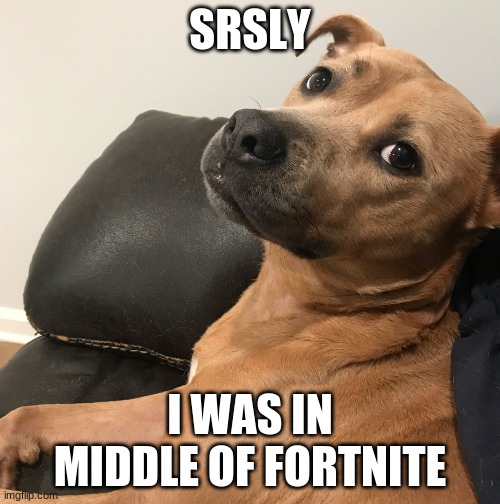 Expressive Dog |  SRSLY; I WAS IN MIDDLE OF FORTNITE | image tagged in expressive dog | made w/ Imgflip meme maker