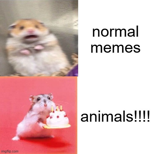 ... | normal memes; animals!!!! | image tagged in animalloversstream,trending,daryn56798 | made w/ Imgflip meme maker