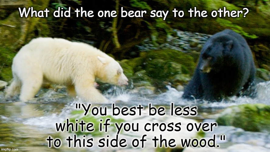 Big Poppa Bear | What did the one bear say to the other? "You best be less white if you cross over to this side of the wood." | image tagged in that's racist | made w/ Imgflip meme maker