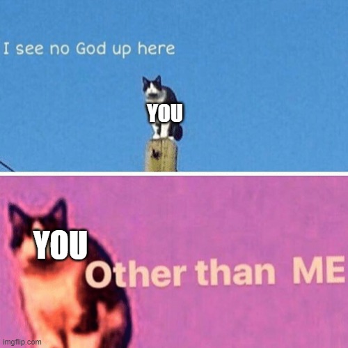 Hail pole cat | YOU YOU | image tagged in hail pole cat | made w/ Imgflip meme maker