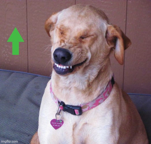 laughing dog | image tagged in laughing dog | made w/ Imgflip meme maker