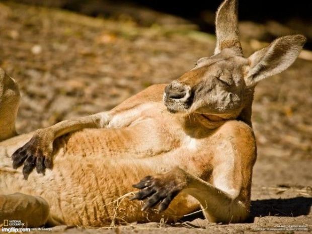 Chillin Kangaroo | image tagged in chillin kangaroo | made w/ Imgflip meme maker