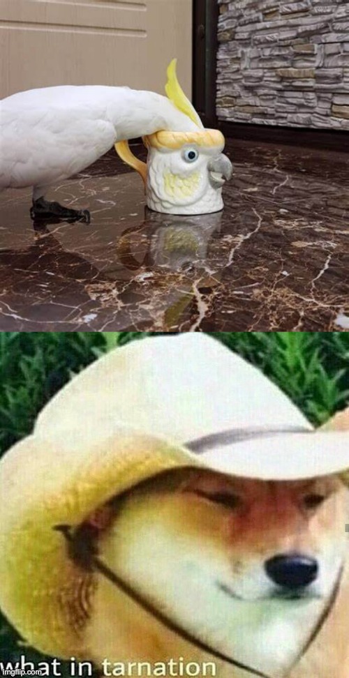 Wha? | image tagged in what in tarnation dog | made w/ Imgflip meme maker