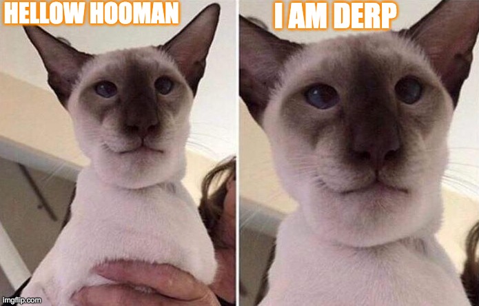 CAts | HELLOW HOOMAN; I AM DERP | image tagged in picard wtf | made w/ Imgflip meme maker