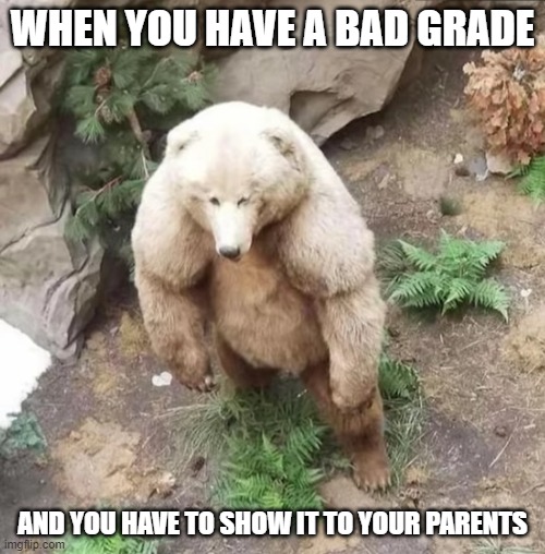 bad grade | WHEN YOU HAVE A BAD GRADE; AND YOU HAVE TO SHOW IT TO YOUR PARENTS | image tagged in sad bear,bad grades | made w/ Imgflip meme maker