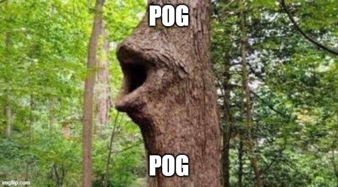 Tree pog | POG POG | image tagged in tree pog | made w/ Imgflip meme maker