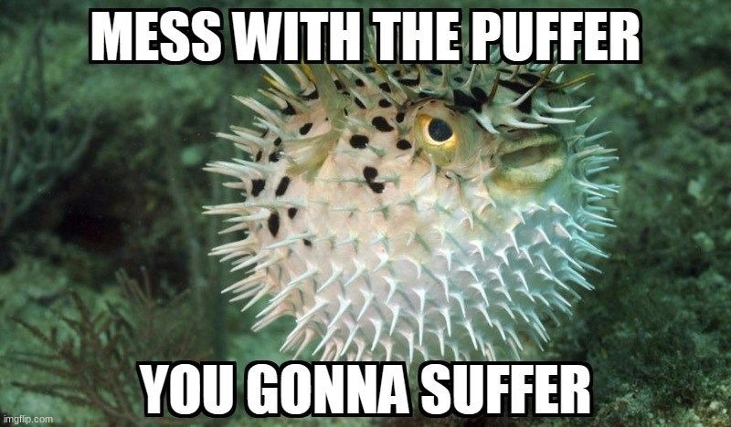 mess with the puffer, gonna suffer | image tagged in puffer fish,memes,mess with the puffer your gonna suffer,suffering | made w/ Imgflip meme maker