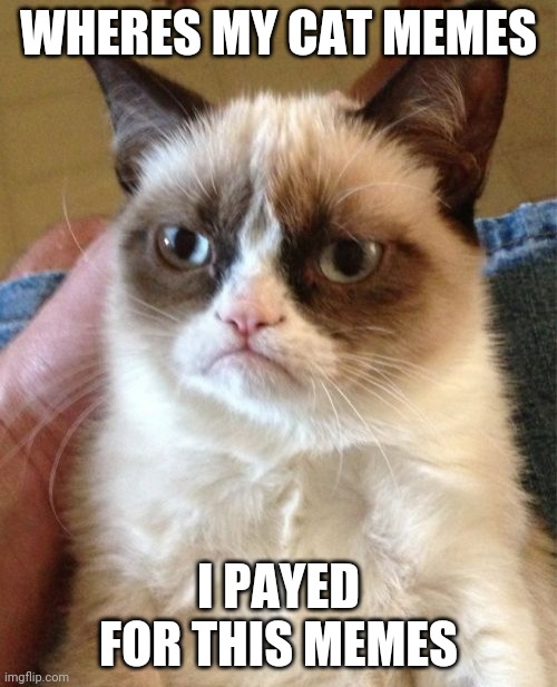 Grumpy cat | WHERES MY CAT MEMES; I PAYED FOR THIS MEMES | image tagged in memes,grumpy cat | made w/ Imgflip meme maker