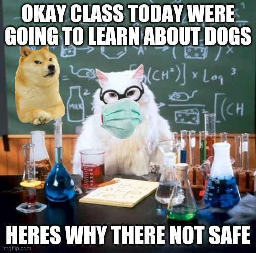 When youre teacher is a cat | OKAY CLASS TODAY WERE GOING TO LEARN ABOUT DOGS; HERES WHY THERE NOT SAFE | image tagged in memes,chemistry cat | made w/ Imgflip meme maker