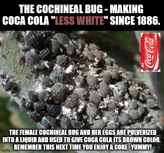Remember when Coke introduced Coca Cola Clear?  I guess that was just too racist. | THE COCHINEAL BUG - MAKING COCA COLA "LESS WHITE" SINCE 1886. LESS WHITE; THE FEMALE COCHINEAL BUG AND HER EGGS ARE PULVERIZED INTO A LIQUID AND USED TO GIVE COCA COLA ITS BROWN COLOR.  
REMEMBER THIS NEXT TIME YOU ENJOY A COKE.  YUMMY! | image tagged in coca cola,less white,cochineal bug | made w/ Imgflip meme maker