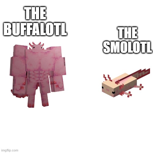 Swole Axolotl |  THE BUFFALOTL; THE SMOLOTL | image tagged in swole axolotl | made w/ Imgflip meme maker