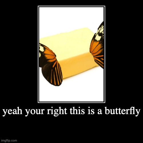 A Real Butterfly Imgflip