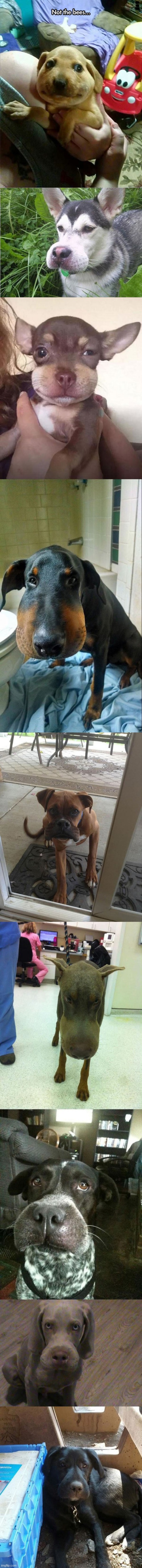 those poor dogs! | NOT THE BEES | image tagged in memes,dogs,cute | made w/ Imgflip meme maker