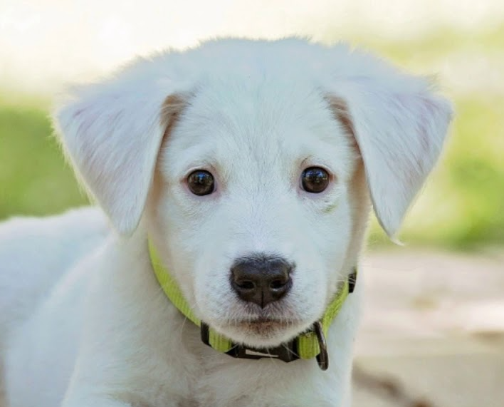 High Quality Scared Dog Blank Meme Template