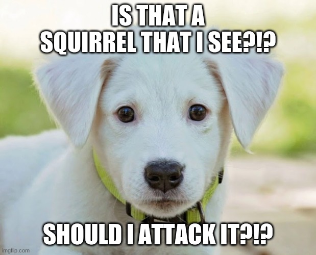 Scared dog | IS THAT A SQUIRREL THAT I SEE?!? SHOULD I ATTACK IT?!? | image tagged in scared dog | made w/ Imgflip meme maker